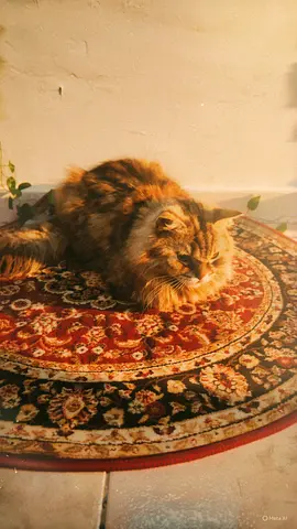 Friendly long-haired cat available for adoption (Domestic long hair breed)