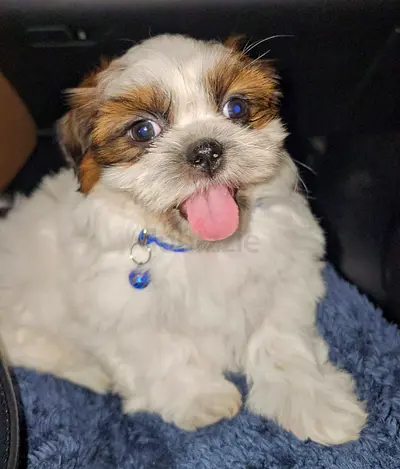 Beautiful Shihtzu puppies cute little puppy dog mini size dogs