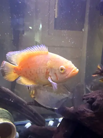 Adult Oscar / Cichlid Fish - Healthy Tank Raised
