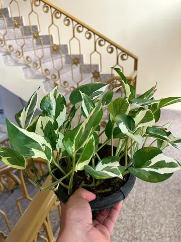 Variegated Pothos (Epipremnum) in Pot - Healthy Indoor Plant
