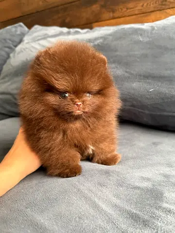 Pomeranian puppy for adoption