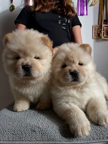 Chow chow puppies for free adopt