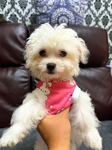 Cute Maltese/Small White Puppy - Ready for Adoption