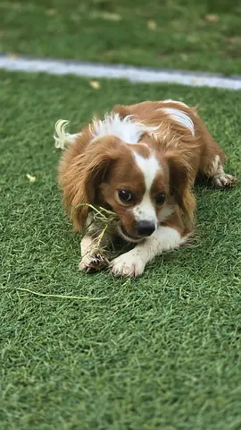 Friendly small dog available for adoption - vaccinated cavalier King Charles 7 months and playful
