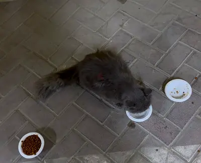URGENT Grey Long Hair abandoned Cat for Adoption