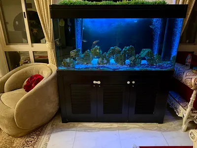 BIG FISH TANK