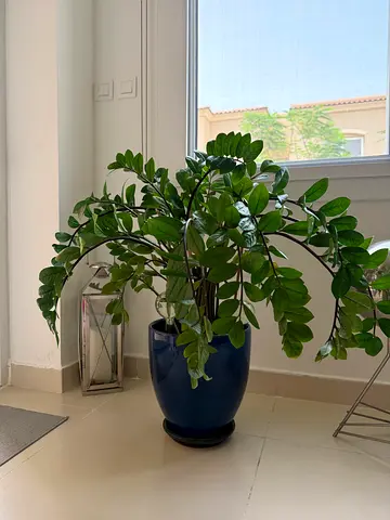 ZZ Plant with Blue Glazed Pot