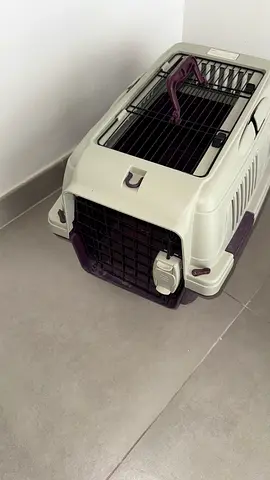 Cat  dog carrier for travel