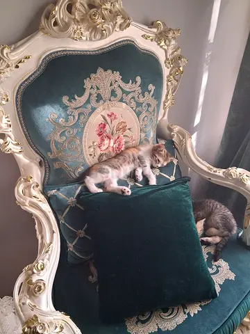 Adoption 2 month old kittens