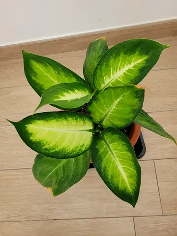 Dumb Cane - Indoor Plant