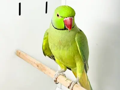 Tamed Male indian ring neck Parrot — Healthy, Tame and Handled