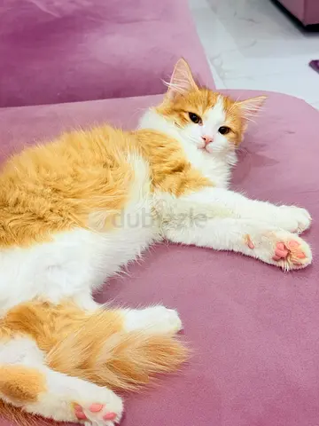 Kitten for adoption