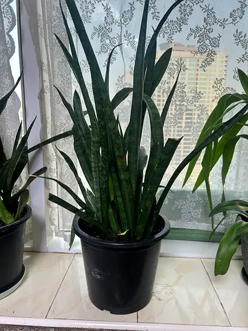 Two Snake Plants (Sansevieria) in Pots - Great Indoor Air-Purifying Plants نبي جلد النمر