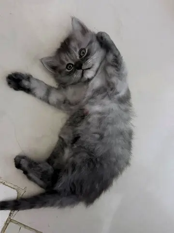 Cute kitten for adoption!!!