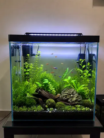 Fish tank