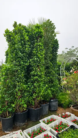 Ficus tree 3meter Hight green bushy