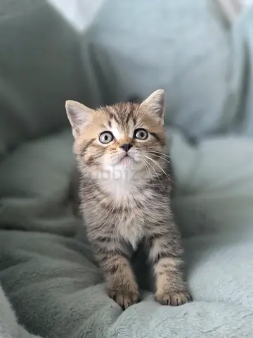 British shorthair