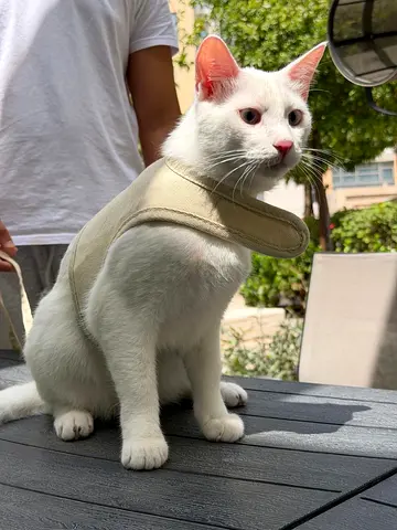 Khao Manee Cats 7 months old up for adoption
