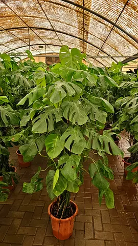 Large Monstera Deliciosa (Swiss Cheese Plant) - Healthy Potted Specimen