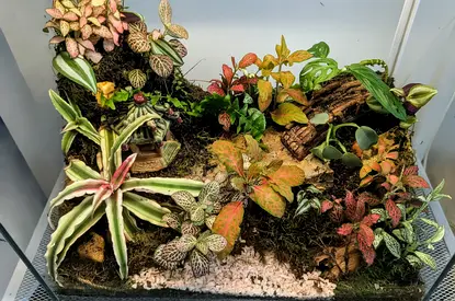 Terrarium( 38x40x23cm)