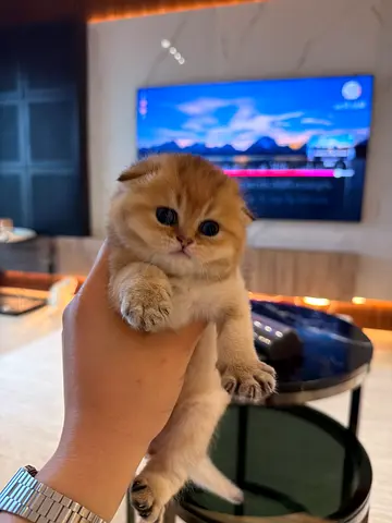 Kitten