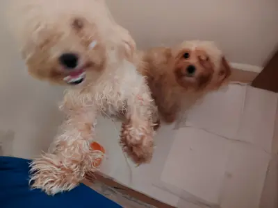 Havapoo dogs