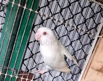 Lovebird  /  budgies