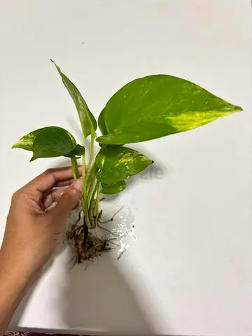 Golden Pothos (Epipremnum) cutting with roots - healthy small plant