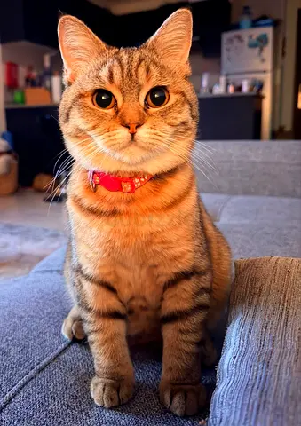 CAT FOR FREE ADOPTION
