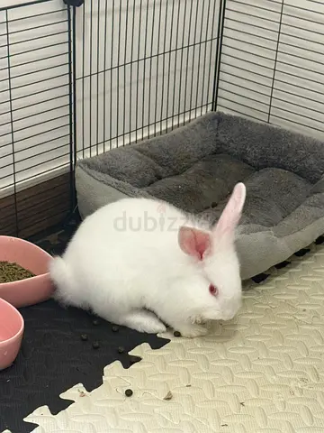Adopt bunnies