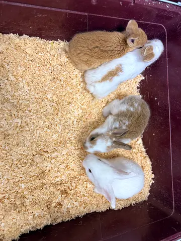 Litter of young pet rabbits - healthy and tame