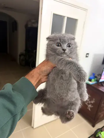 Scottish Fold Kitten