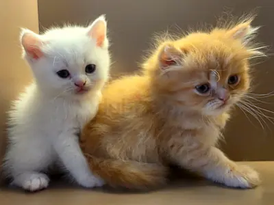 Two adorable long-haired kittens — looking for a loving home