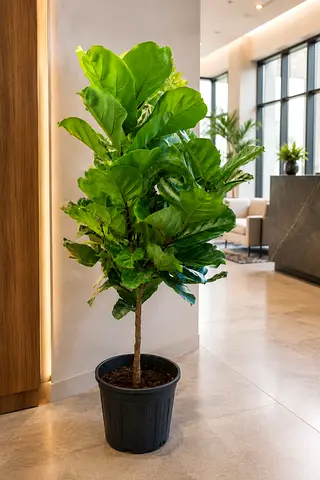 Fiddle leaf tree (Indoor plant)