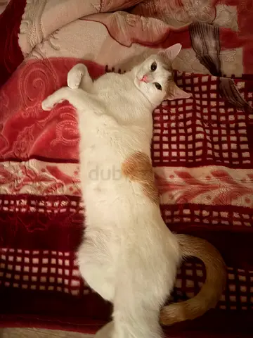 2 months to 2 years old cats available for adoption.