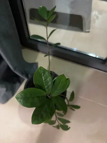 Small indoor potted green plant - ready to brighten a room