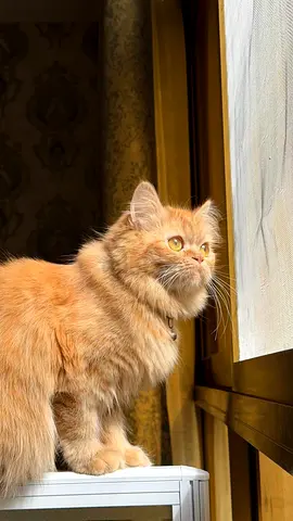 Fluffy Ginger Female Cat - Friendly and Calm
