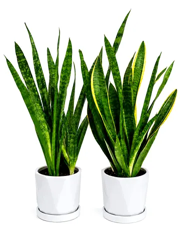 Pair of Healthy Sansevieria  (Snake Plants) in White Ceramic Pots نبتة جلد النمر