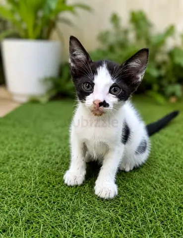 Domestic longhair kitten up for adoption 1 month