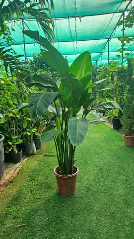 Large Healthy Potted Indoor/Outdoor Plant - Bird of Paradise (Strelitzia) Approx. 1.2m