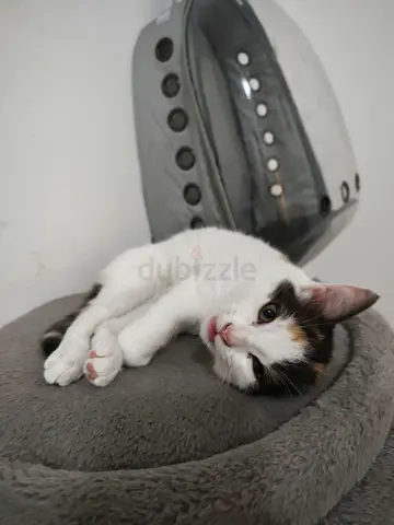 Kitten for adoption