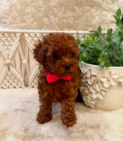 Toy poodle for adoption