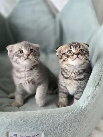 Scottish fold