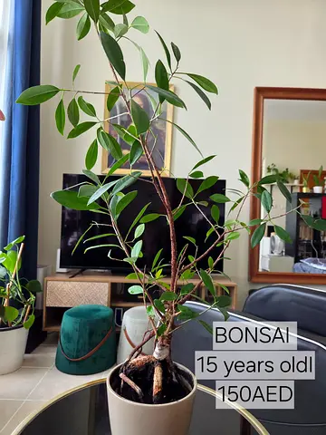 15-year-old Ficus Bonsai with Pot — Ready to Rehome