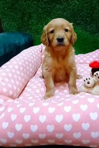 Puppy