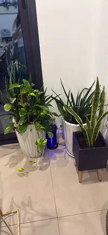 Indoor and outdoor potted plants (pothos, moneyplant, bonsai  snake plant) with planters