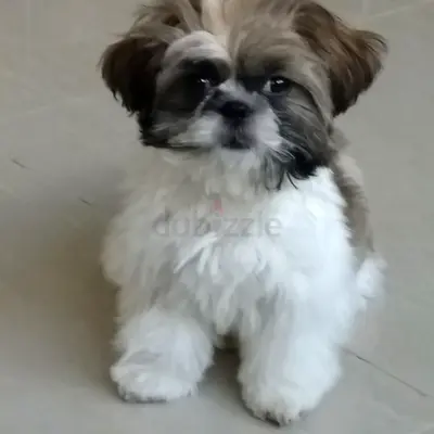 Shitzu Toy breed for free adoption