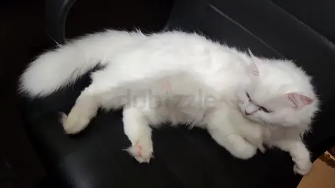 Cats for adoption