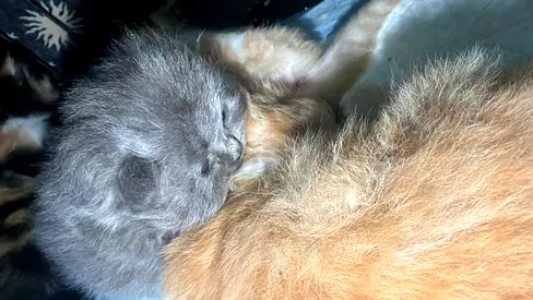 Grey male Persian kitten