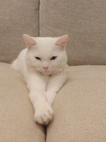Turkish angora cat looking for a loving home.
